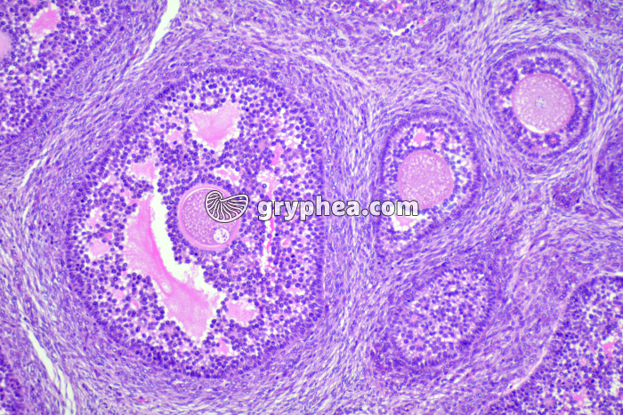 Ovaire en ovogenèse Lapine x40 - gryphea.com
